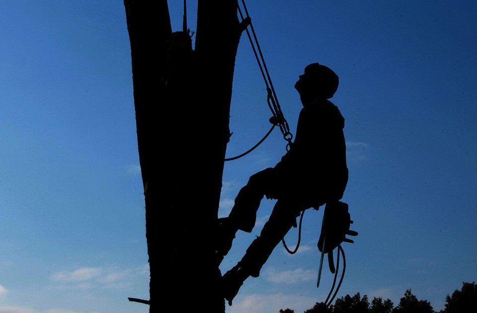 Lavoratori su Funi - Modulo Pratico su Alberi